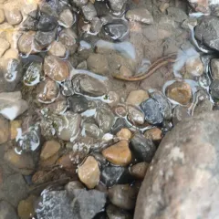 Common Mudpuppy thumbnail 4