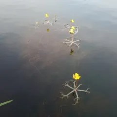 Small Swollen Bladderwort thumbnail 4