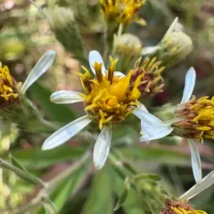 roughleaf aster thumbnail 4