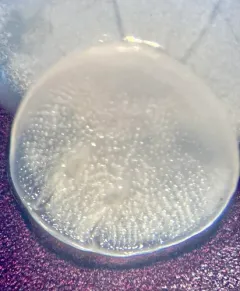 Entobdella hippoglossi thumbnail 3