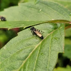 Crabro latipes thumbnail 3