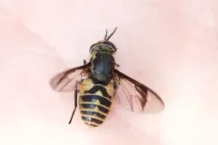 Chrysops delicatulus thumbnail 1