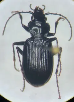 Nebria hudsonica thumbnail 4