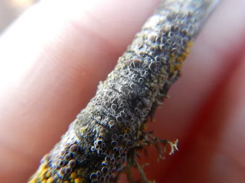 Brown-eyed Rim Lichen
