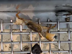 White-tipped Mud Crab thumbnail 4