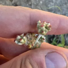 Jersey Cudweed thumbnail 4