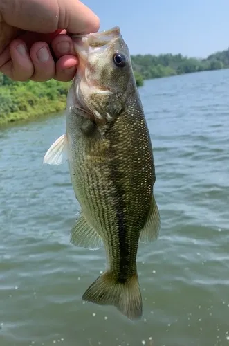 Spotted Bass