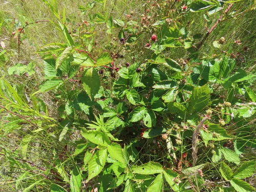 showy blackberry