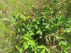 showy blackberry thumbnail 1