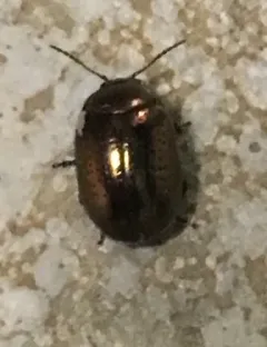 greater St. John's wort beetle thumbnail 2