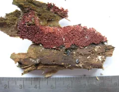 Arcyria stipata thumbnail 4
