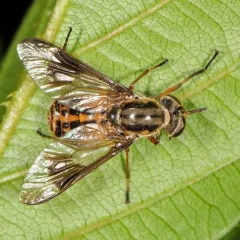 Gemeni Deer Fly thumbnail 3