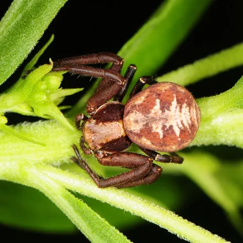 Punctated Ground Crab Spider