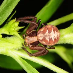 Punctated Ground Crab Spider thumbnail 1