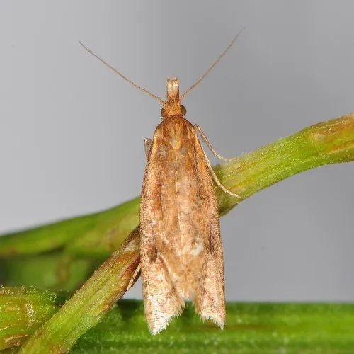 Reddish Aethes