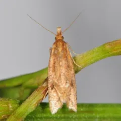 Reddish Aethes thumbnail 1
