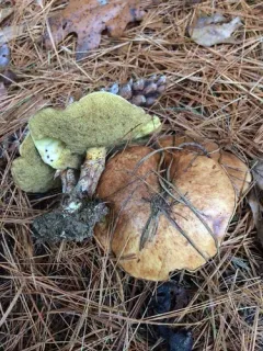 Suillus intermedius thumbnail 4