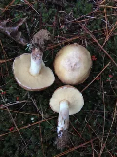 Suillus neoalbidipes thumbnail 2