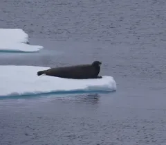 Bearded Seal thumbnail 4