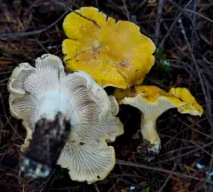 Cascade Chanterelle thumbnail 2