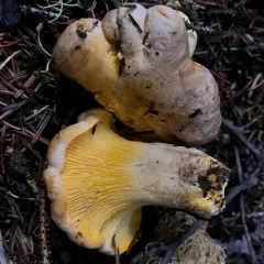 Rainbow Chanterelle thumbnail 3