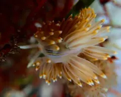 Opalescent Nudibranch thumbnail 4