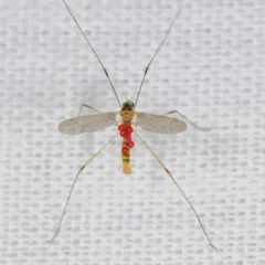 Gonomyia sulphurella thumbnail 3