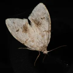 Little White Lichen Moth thumbnail 3