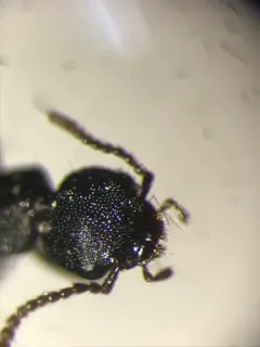 Rugilus rufipes thumbnail 4