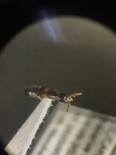 Atrecus macrocephalus thumbnail 2
