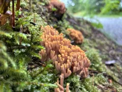 Ramaria testaceoflava thumbnail 4