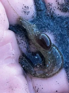 Argeia pugettensis thumbnail 4