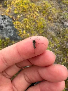Arctic Mosquito thumbnail 3