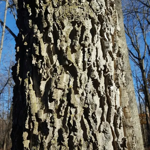 common hackberry