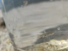 Tui Chub thumbnail 4
