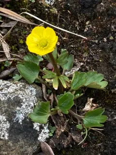 Sulphur Buttercup thumbnail 3