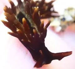 Enteromorpha-eating Sapsucker thumbnail 2