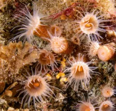 Orange Zoanthid thumbnail 4