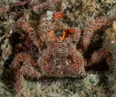 Spiny Lithode Crab thumbnail 4