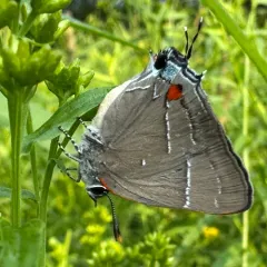 White M Hairstreak thumbnail 3