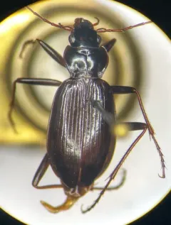 Nebria obliqua thumbnail 4