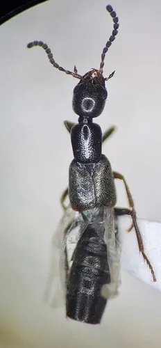 Neobisnius senilis