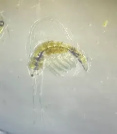 Holopedium glacialis thumbnail 4