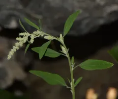Fogg's Goosefoot thumbnail 4