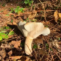 Peppery Milkcap thumbnail 1