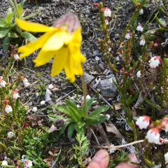 Snow Arnica thumbnail 4