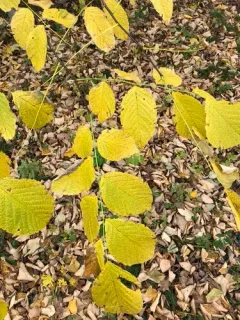 Kentucky yellowwood thumbnail 2