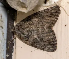 Umber Underwing thumbnail 1