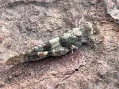 Lichen Grasshopper thumbnail 2