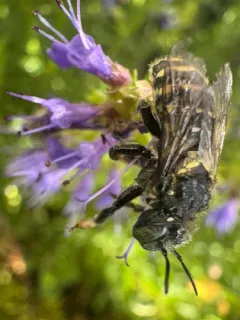 Anthidium atrifrons thumbnail 4